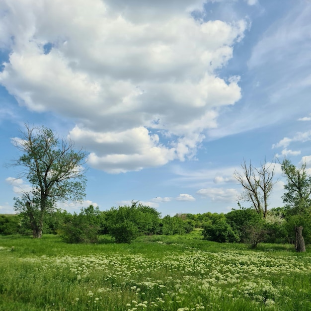 Un campo de flores silvestres está rodeado de árboles y un cielo azul con nubes.