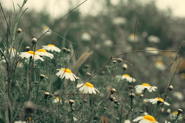 un campo de flores silvestres con un fondo borroso