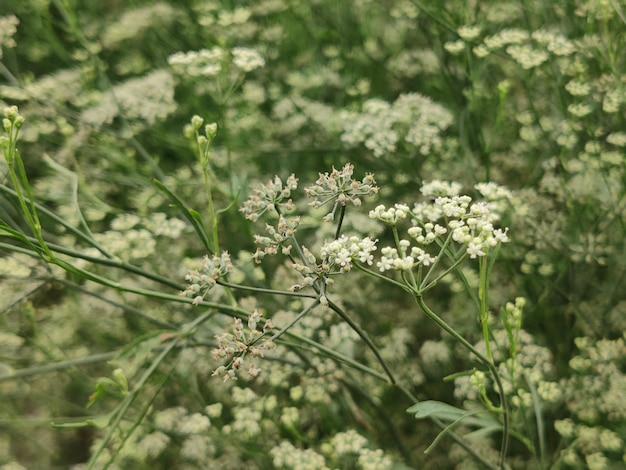 Un campo de flores silvestres con un fondo verde