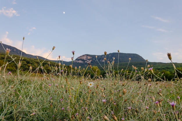 Un campo de flores silvestres con la luna al fondo.