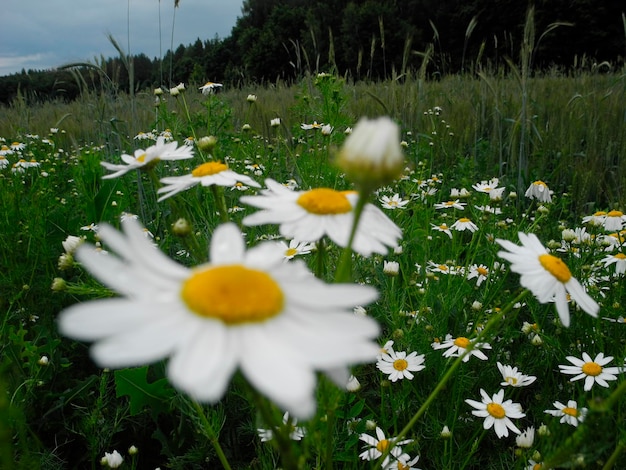 Campo de flores silvestres o prado con margaritas florecientes