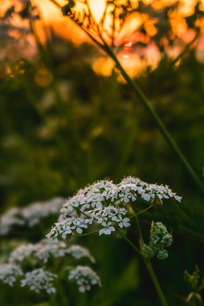 un campo de flores silvestres con el sol detrás de ellos