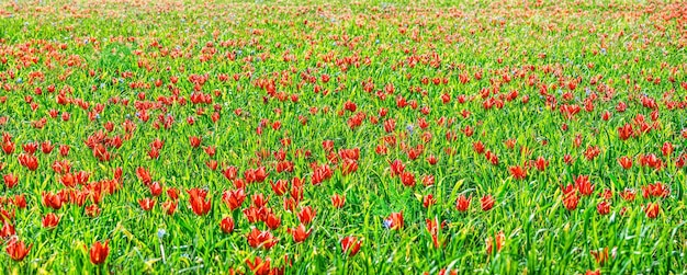 Campo de flores silvestres de tulipanes rojos en primavera Fondo natural colorido