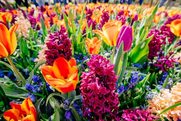 Campo de flores silvestres.