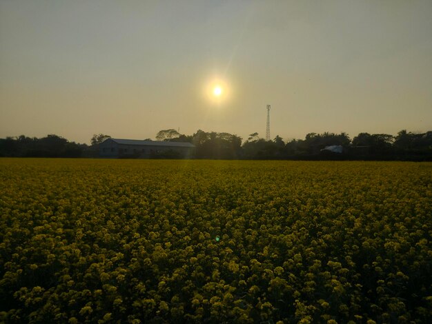 Un campo de flores con el sol brillando a través de las nubes.