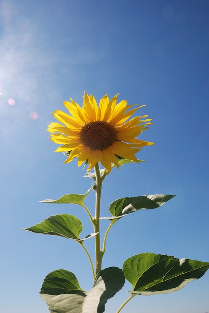 Campo de flores de sol