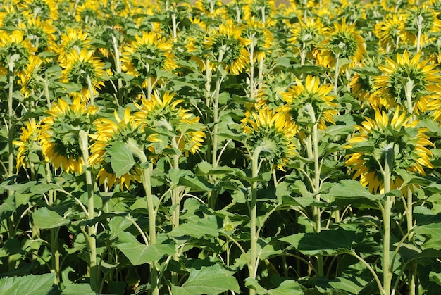 Campo de flores de sol