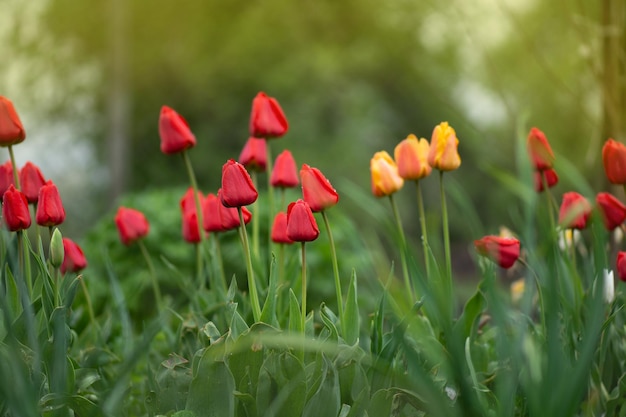 Campo de flores de tulipán Flores de tulipán en flor de primavera