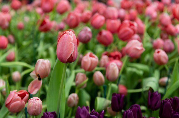 Campo de flores de tulipanes de colores.