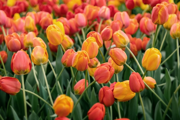 Campo de flores de tulipanes de colores.