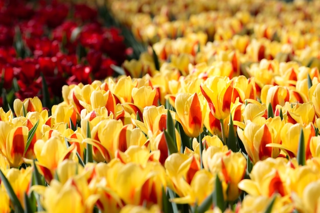 Campo de flores de tulipanes