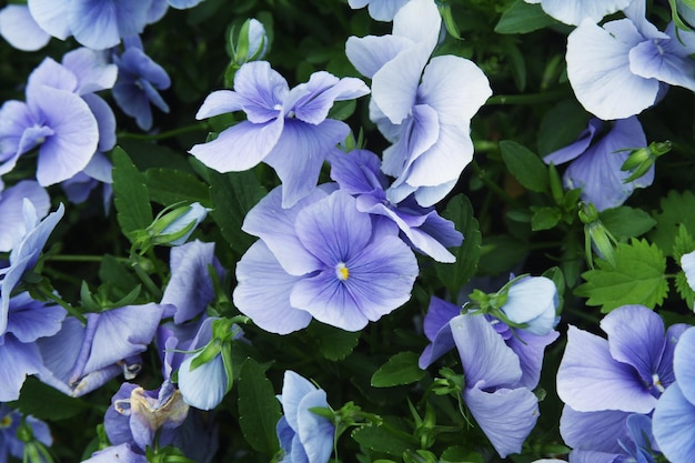 Campo de flores de viola