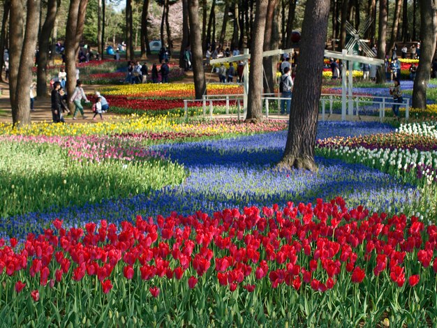 Foto campo de flores