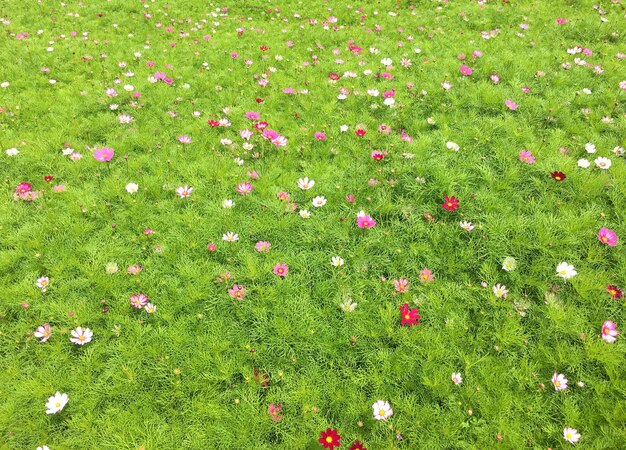el campo de flores