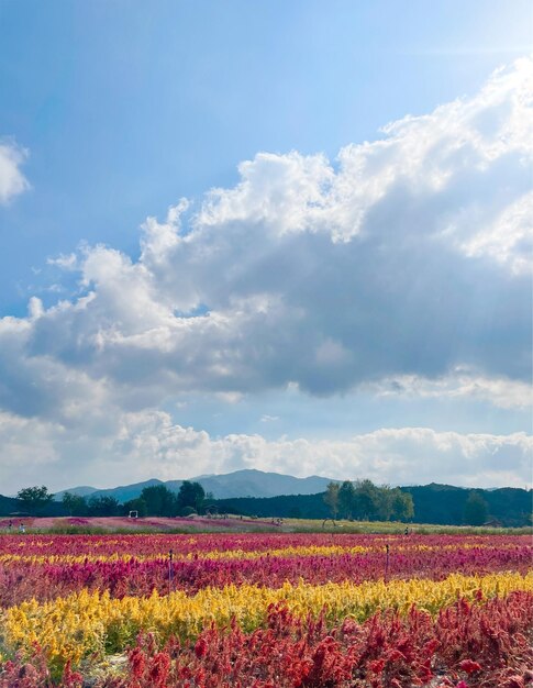 el campo de flores