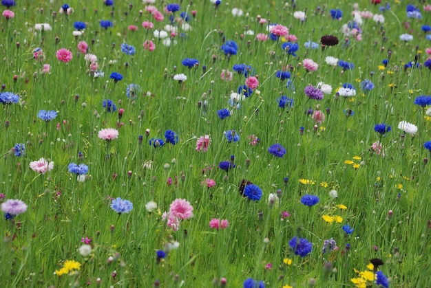 Campo de flores