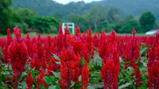 campo de flores