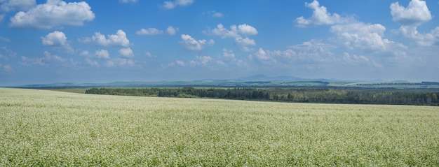 Campo florescendo com trigo sarraceno