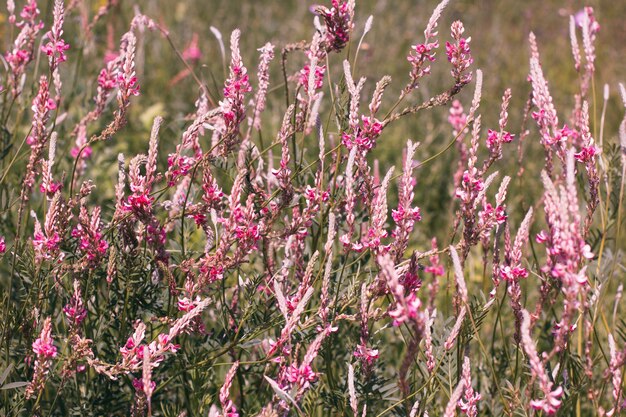 Campo florescendo de flores rosa