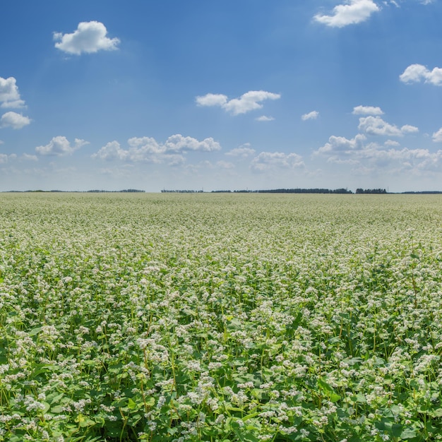 Campo florescente com trigo mourisco Paisagem agrícola Verão lindo céu azul com nuvens brancasx9