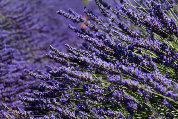 Campo florido de lavanda