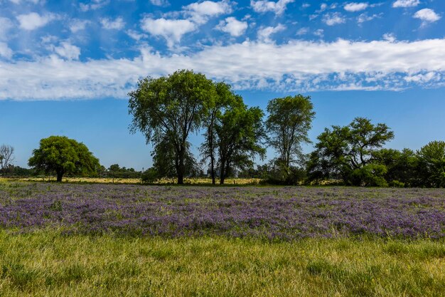 Campo florido na paisagem de verão La Pampa província Patagônia Argentina