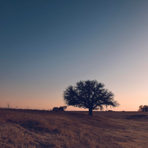 Campo florido na planície das Pampas Província de La Pampa Patagônia Argentina