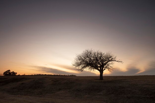 Campo florido na planície das Pampas Província de La Pampa Patagônia Argentina