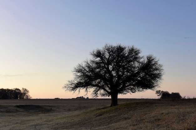 Campo florido na planície das Pampas Província de La Pampa Patagônia Argentina