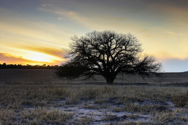 Campo florido na planície das Pampas Província de La Pampa Patagônia Argentina