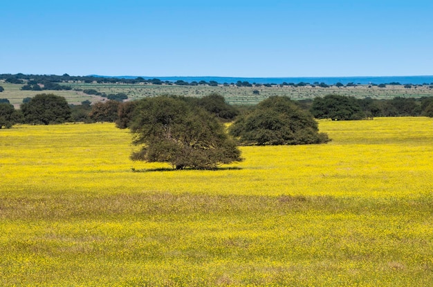 Campo florido na Planície dos Pampas Província de La Pampa Patagônia Argentina