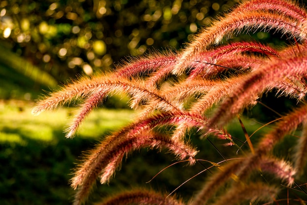 Campo del foco suave del fondo de la naturaleza de la flor de la hierba