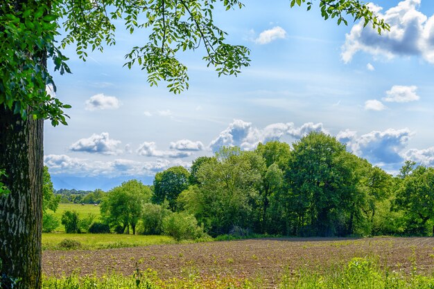 Campo con follaje