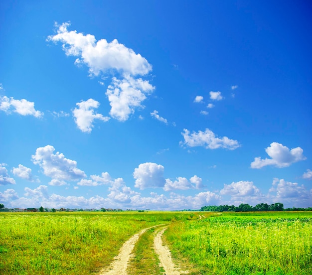 en un campo de fondo de cielo azul