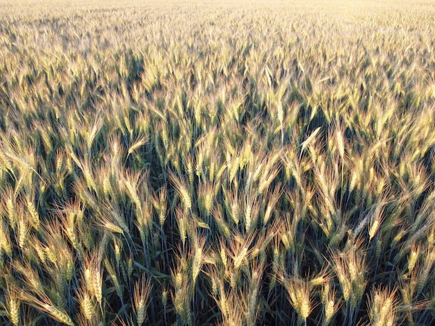 Campo de fondo de espiguillas de cebada que brillan bajo los rayos del sol del sol vespertino en el campo agrícola