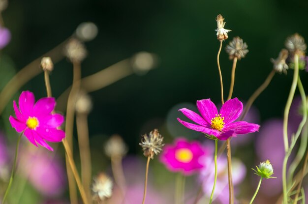 Campo de fondo de flor de cosmos