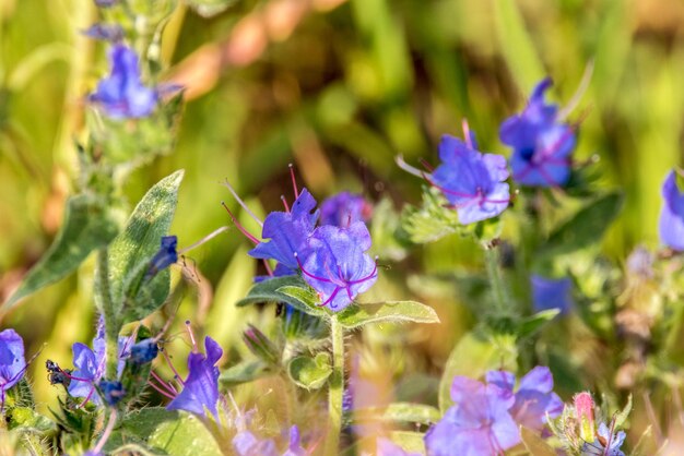 Campo de fondo de flores azules en un prado