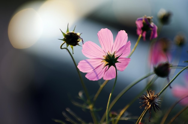 Campo de fondo de flores cosmos