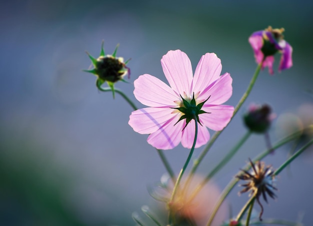 Campo de fondo de flores cosmos