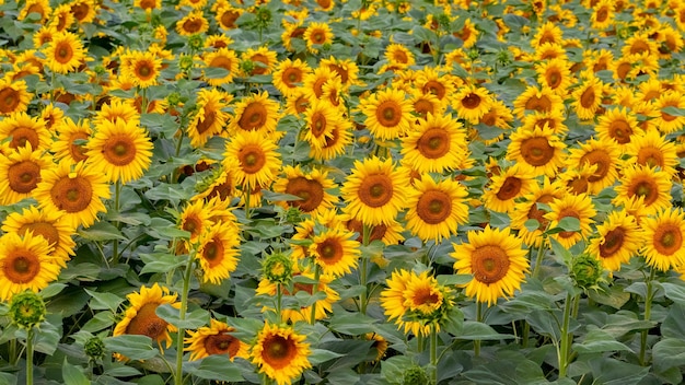 Campo con fondo de girasoles amarillos con girasoles Girasoles en crecimiento