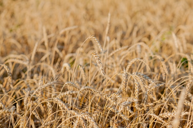 Campo de fondo de trigo maduro