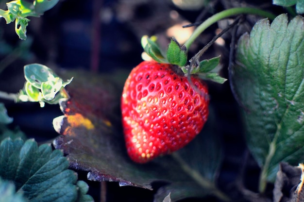 Campo de fresas en granja de frutas. Plantación de fresas frescas en un día soleado. Fresa archivada.