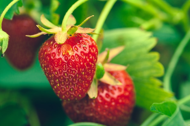 Campo de fresas en la mañana cerca, ninguna persona