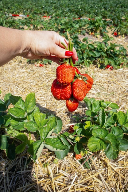 Un campo de fresas una mano sostiene una baya cosechada jardinería en casa