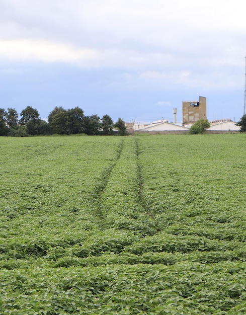 Foto un campo de frijoles con un edificio al fondo.