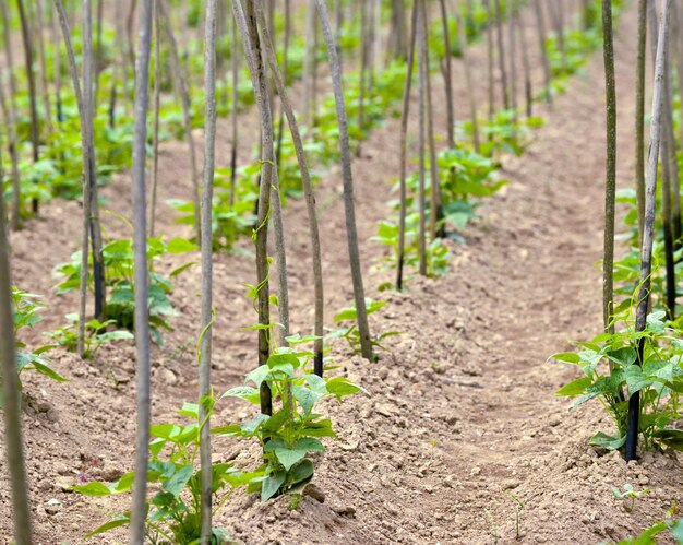 Campo de frijoles en un pequeño huerto