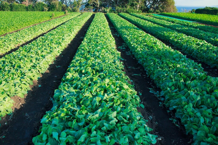Foto un campo de frijoles verdes con la palabra lechuga en él