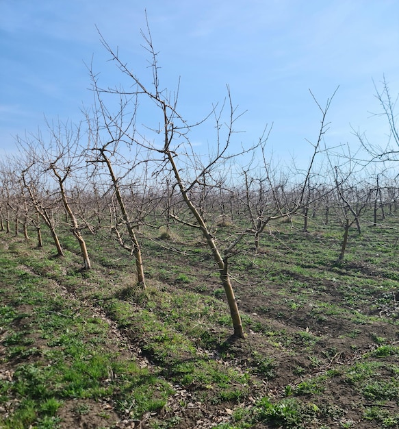 Foto un campo de fruta con un cielo azul de fondo.