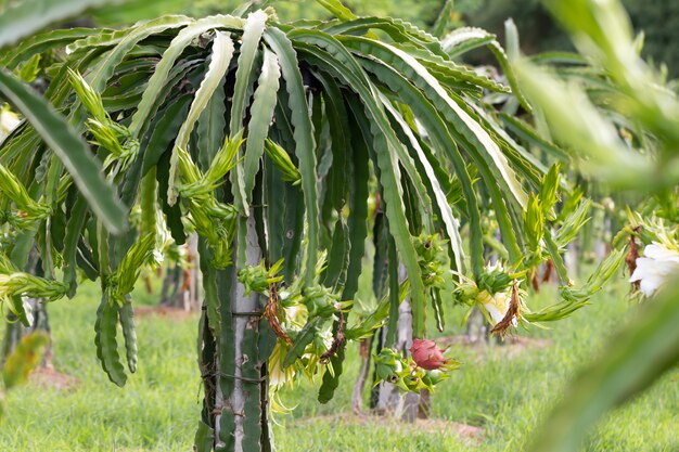 Campo de fruta del dragón o paisaje del campo de pitahaya, una pitaya o pitahaya es el fruto de varias especies de cactus autóctonas de las Américas