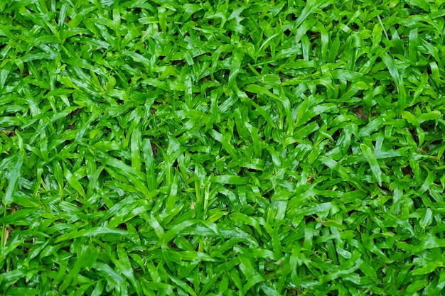 Campo de fútbol de fondo de hierba verde